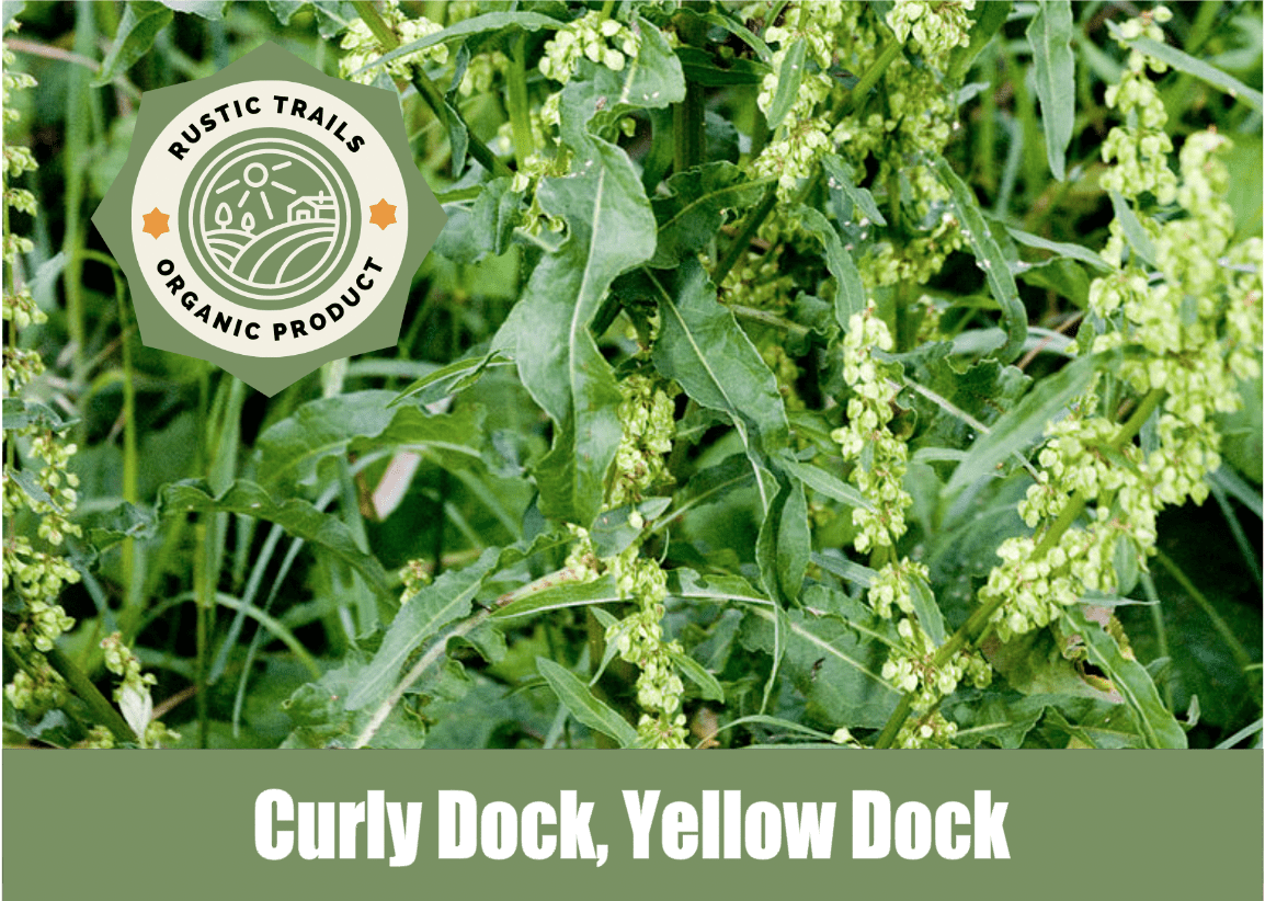 Yellow Dock, Curly Dock, Rumex crispus