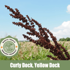 Yellow Dock, Curly Dock, Rumex crispus