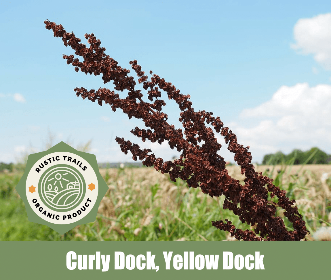 Yellow Dock, Curly Dock, Rumex crispus