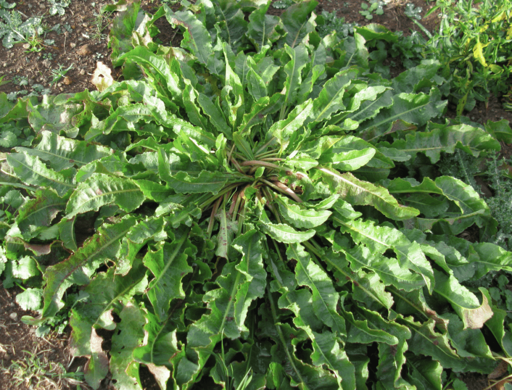 Yellow Dock, Curly Dock, Rumex crispus