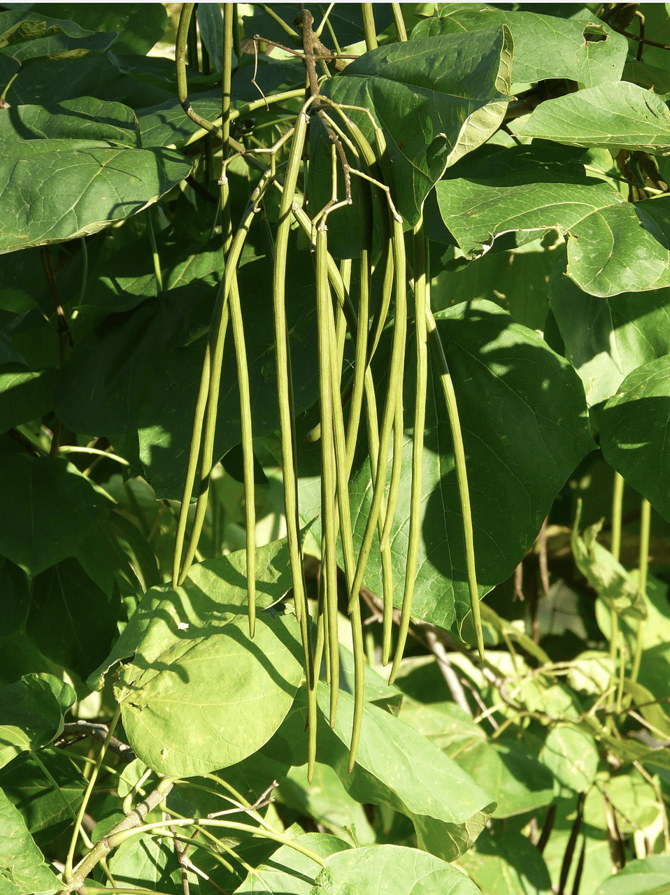 Southern Catalpa, Cigar Tree, Catalpa bignonioides