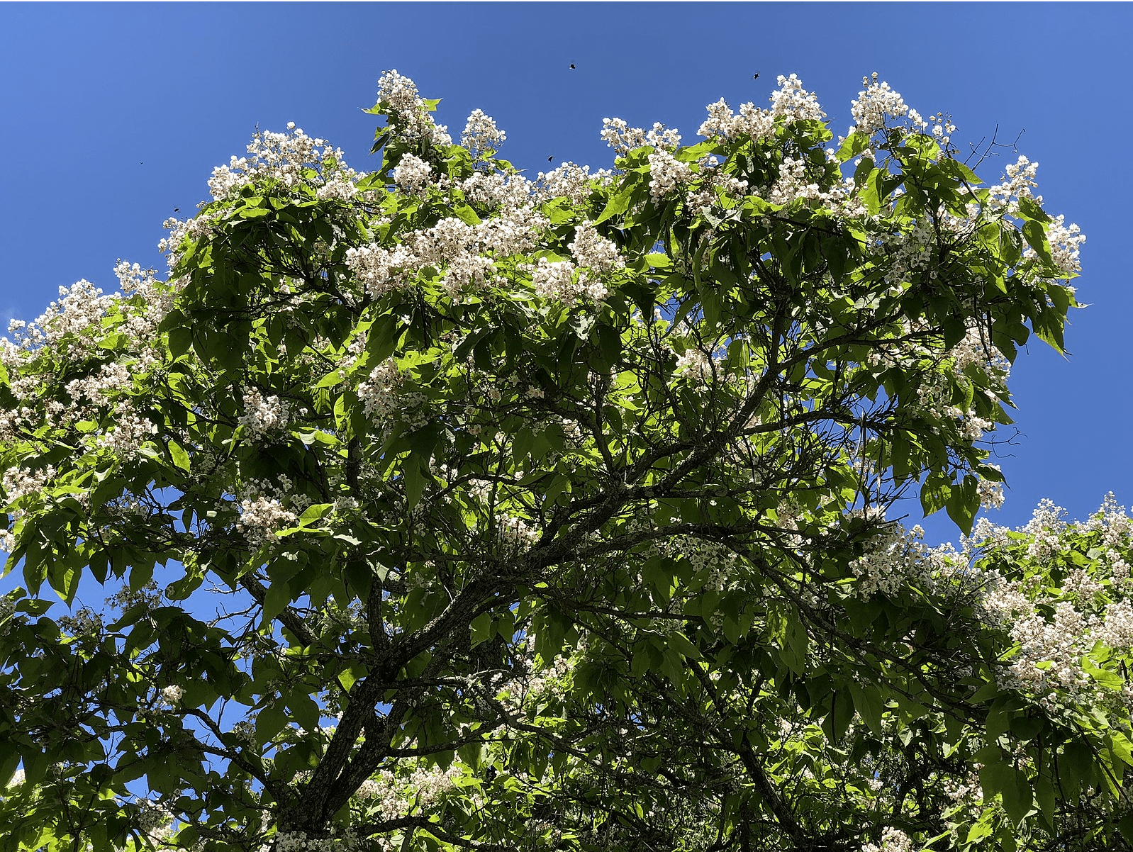 Southern Catalpa, Cigar Tree, Catalpa bignonioides