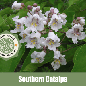 Southern Catalpa, Cigar Tree, Catalpa bignonioides