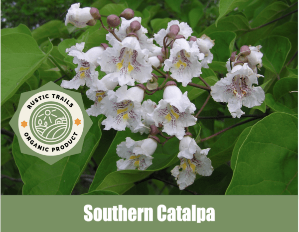 Southern Catalpa, Cigar Tree, Catalpa bignonioides