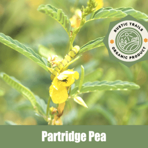 Partridge Pea, Chamaecrista fasciculata