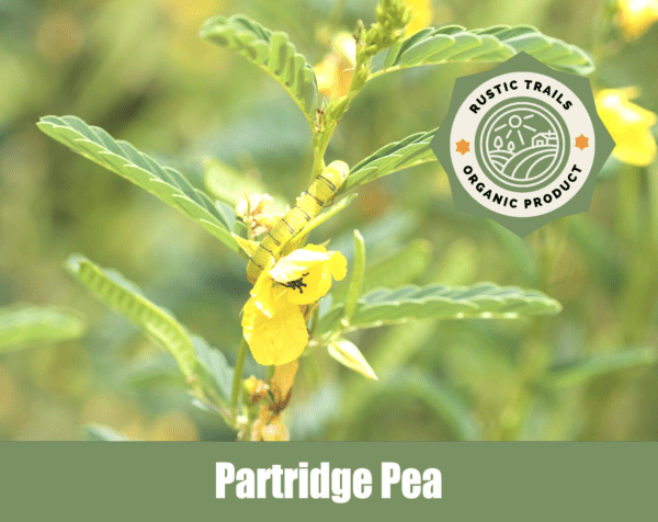 Partridge Pea, Chamaecrista fasciculata