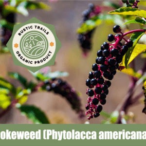 Pokeweed (Phytolacca americana)