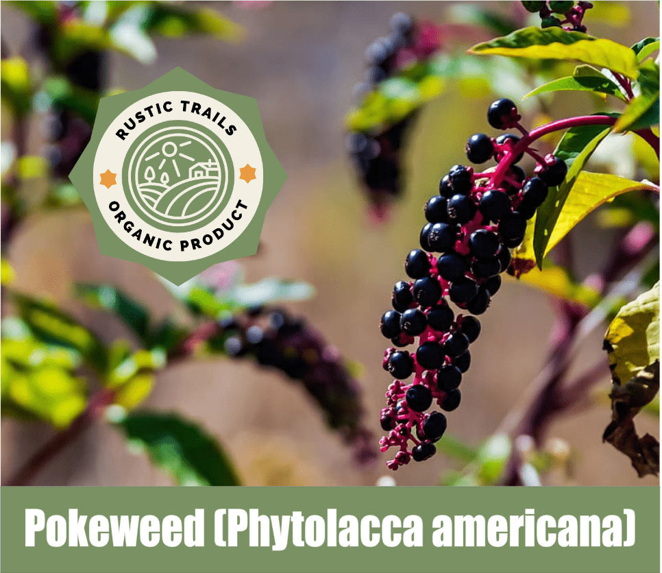 Pokeweed, Poke Berry, Phytolacca americana