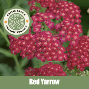 Red Yarrow (Achillea millefolium rubra)