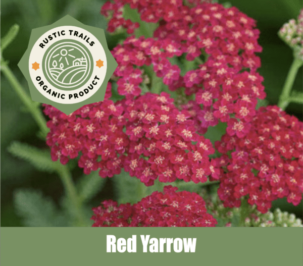 Red Yarrow (Achillea millefolium rubra)