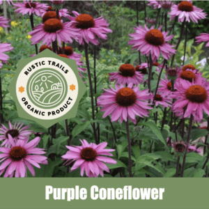 Purple Coneflower, Echinacea purpurea