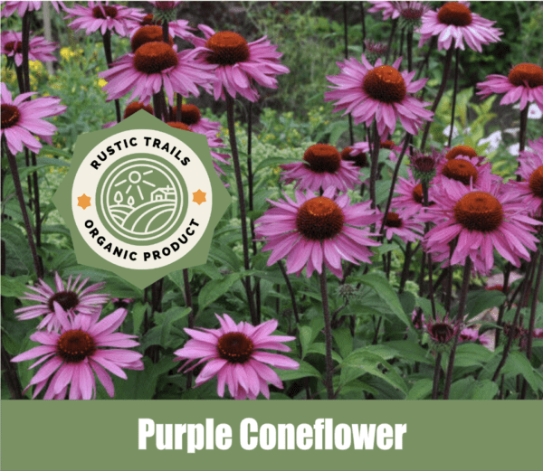 Purple Coneflower, Echinacea purpurea