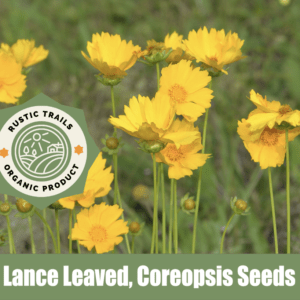 Lance-Leaved Coreopsis