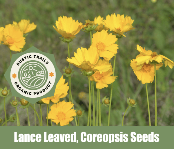 Lance-Leaved Coreopsis