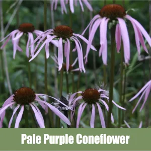 Rustic Trails Texas LLC Pale Purple Coneflower