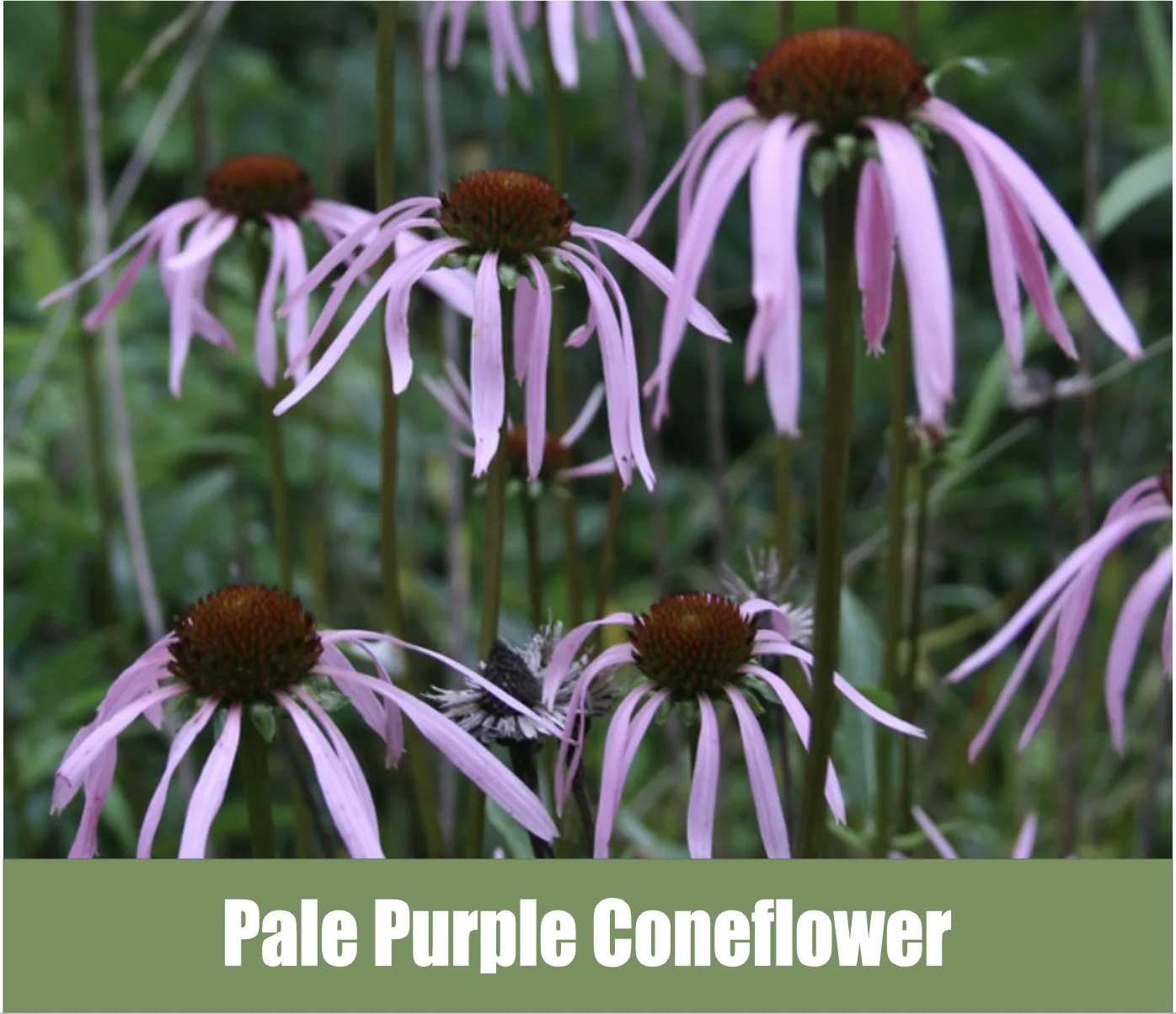 Pale Purple Echinacea, scientifically known as Echinacea pallida