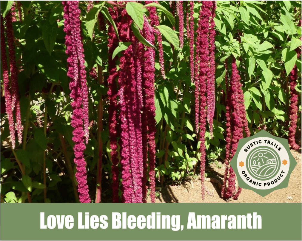 Love Lies Bleeding, Amaranth - rustictrails.net