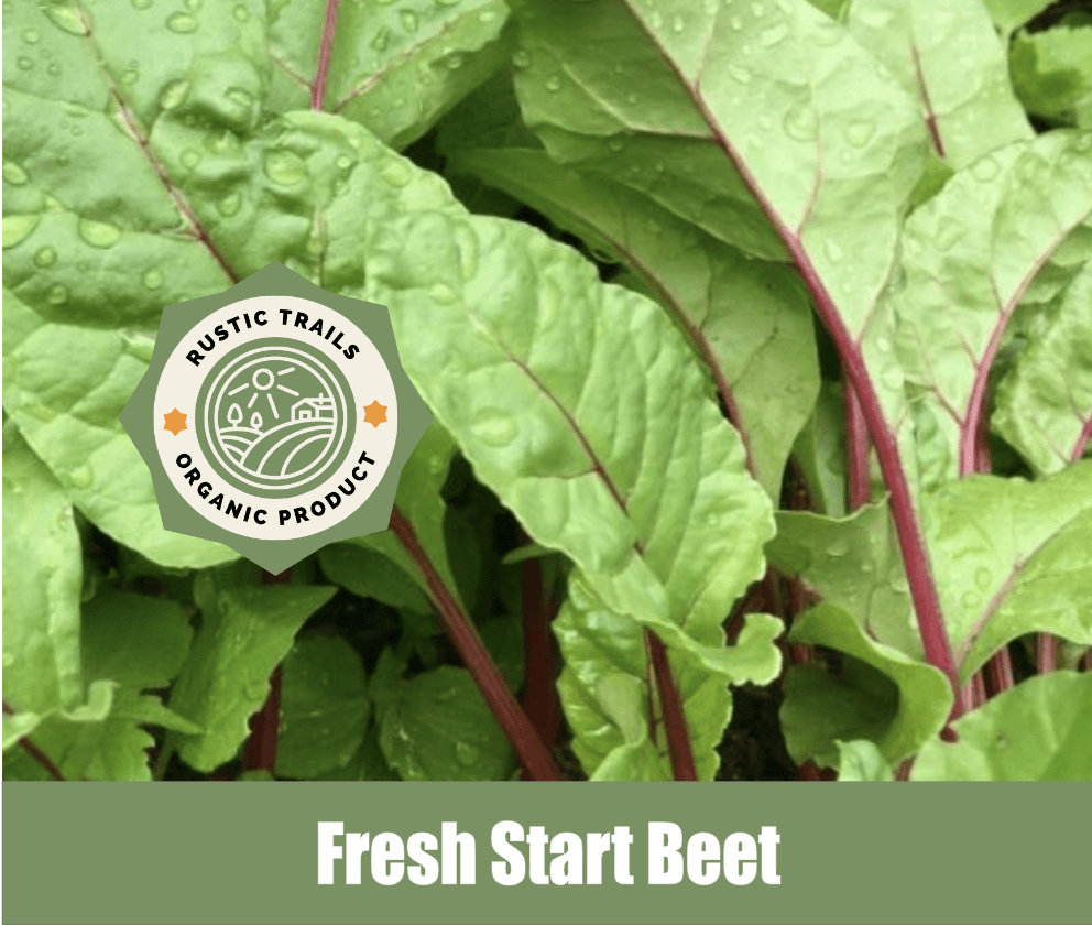 Fresh Start Beets, Beta vulgaris - Rustic Trails Texas LLC