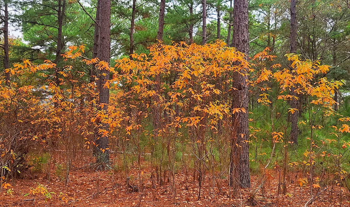 Rustic Trails Church in the wild woods, Wedding Venue, Air BnB, Retreats, Anniversary, Birthday, Class, School, Education, Meeting, Church, Upper Room, Jail, Livery, Land Office, Bunk House, Bank, Bath House, Piney Woods