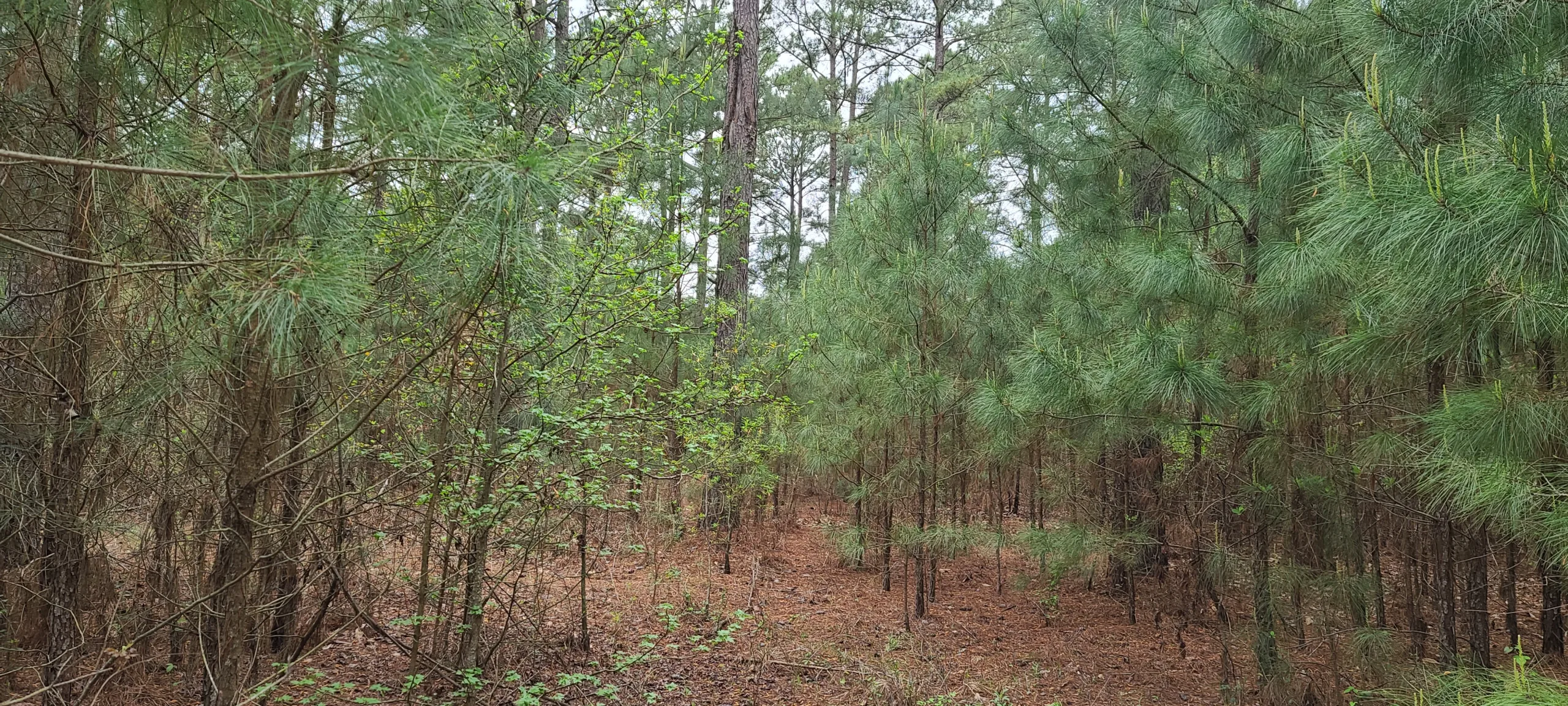 Rustic Trails Church in the wild woods, Wedding Venue, Air BnB, Retreats, Anniversary, Birthday, Class, School, Education, Meeting, Church, Upper Room, Jail, Livery, Land Office, Bunk House, Bank, Bath House, Piney Woods