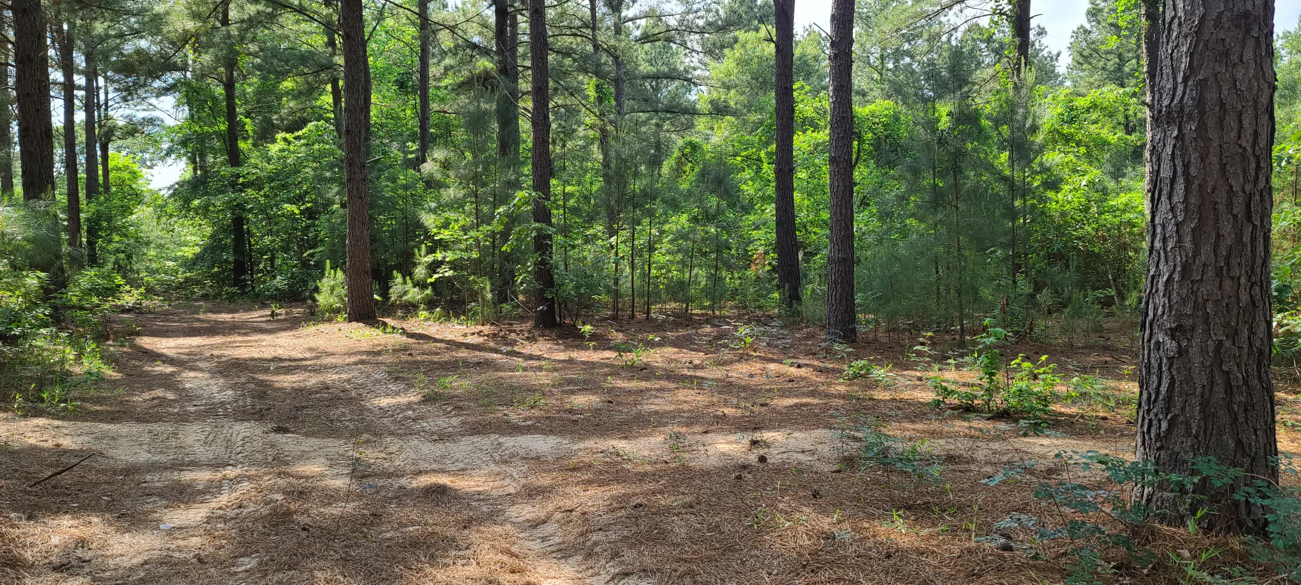Rustic Trails Church in the wild woods, Wedding Venue, Air BnB, Retreats, Anniversary, Birthday, Class, School, Education, Meeting, Church, Upper Room, Jail, Livery, Land Office, Bunk House, Bank, Bath House, Piney Woods