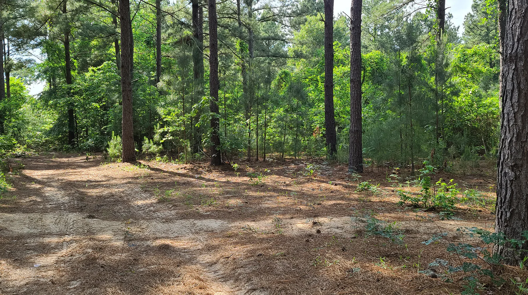 Rustic Trails Texas LLC in the wild woods, Wedding Venue, Air BnB, Retreats, Anniversary, Birthday, Class, School, Education, Meeting, Church, Upper Room, Jail, Livery, Land Office, Bunk House, Bank, Bath House, Piney Woods, Cabins, Cottages, rentals