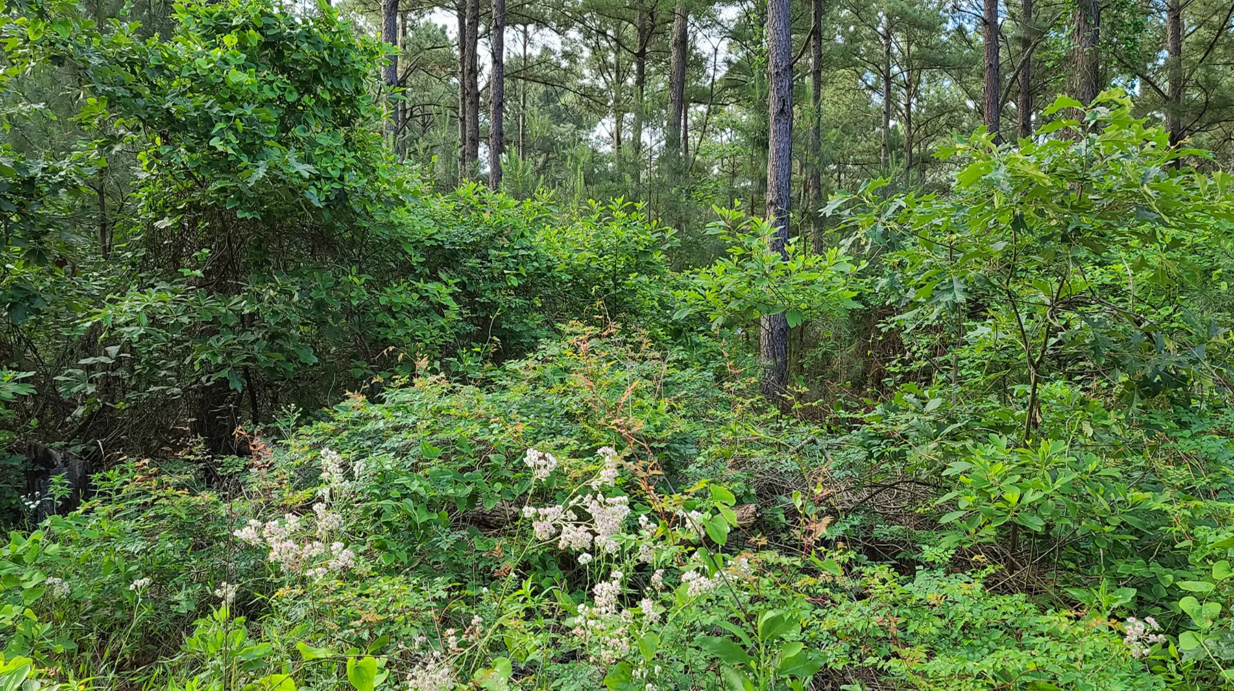 Rustic Trails Texas LLC in the wild woods, Wedding Venue, Air BnB, Retreats, Anniversary, Birthday, Class, School, Education, Meeting, Church, Upper Room, Jail, Livery, Land Office, Bunk House, Bank, Bath House, Piney Woods, Cabins, Cottages, rentals