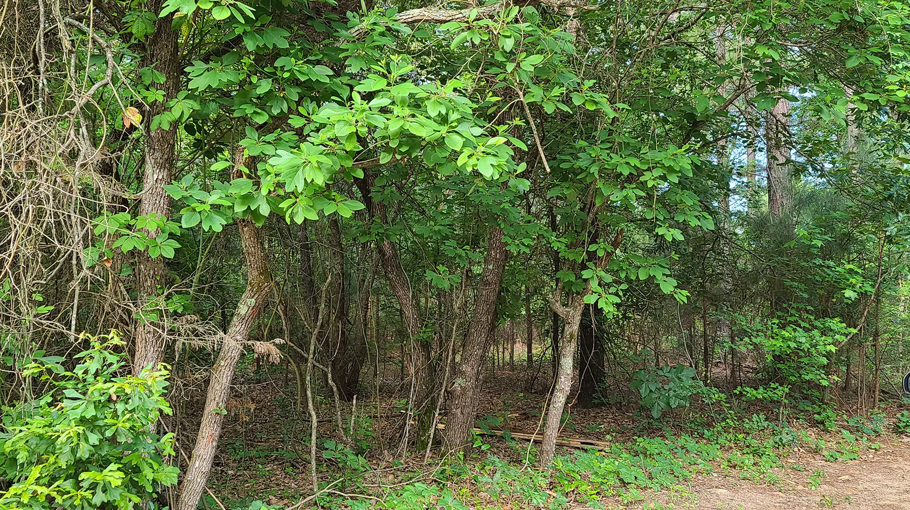 Rustic Trails Texas LLC in the wild woods, Wedding Venue, Air BnB, Retreats, Anniversary, Birthday, Class, School, Education, Meeting, Church, Upper Room, Jail, Livery, Land Office, Bunk House, Bank, Bath House, Piney Woods, Cabins, Cottages, rentals