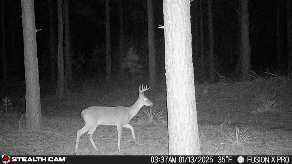Deer at Rustic Trails