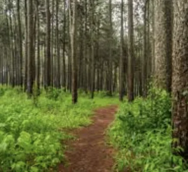 Rustic Trails Piney Woods