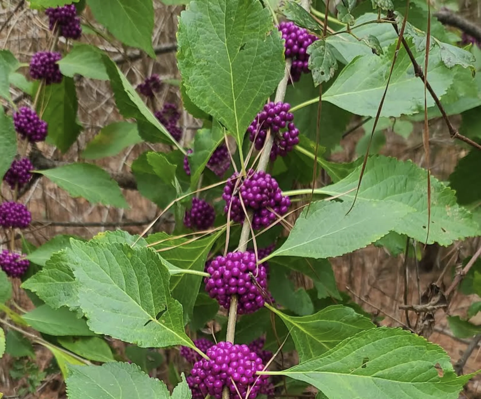 American Beautyberry